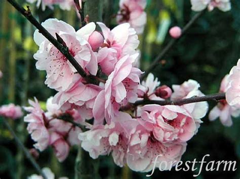 Originally native to the south west and mexico, s. Florida Flowering Trees Identification | Prunus blireiana ...