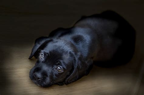 Wallpaper Black Baby Animals Labrador Retriever Puppy Vertebrate