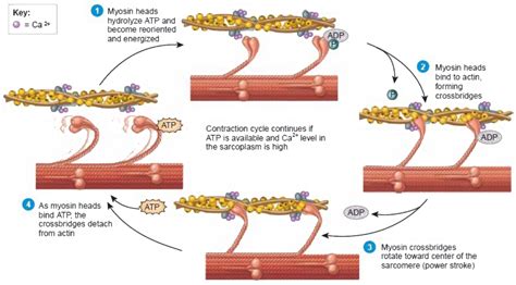 Bring Out The Role Of Calcium Ions And Atp In Muscle Contraction