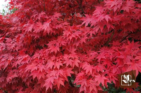 13 Trees With Red Leaves In Spring Beautiful Types For You Evergreen