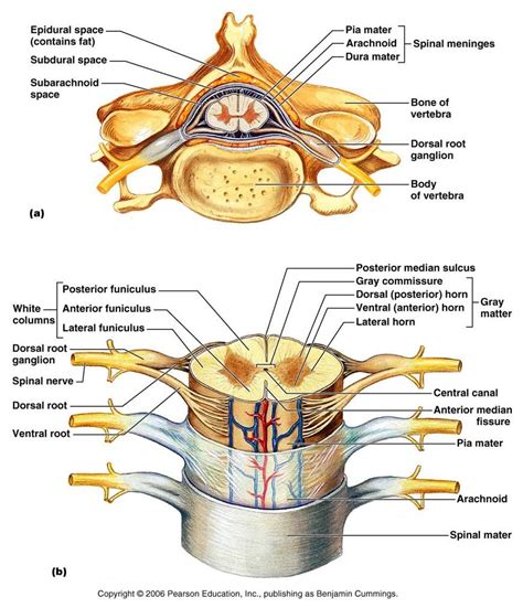 Biology Pictures Spinal Cord Crossection Spinal Nerves Anatomy
