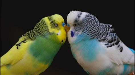 Budgie Singing Budgies Sound Effect Beautiful Love Birds Singing Talking Budgie Sounds
