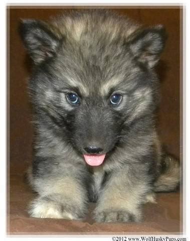 Find your new companion at nextdaypets.com. GIANT WOLAMUTE WOLF HYBRID PUPPIES FOR SALE ADOPTION from Cedar City Utah @ Adpost.com ...