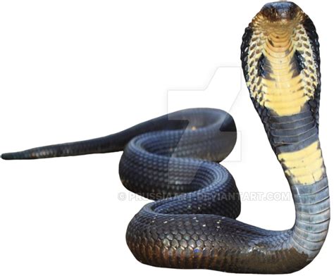 Cobra Snake Transparan Png All