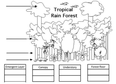 Layers Of Rainforest Animals Worksheet Live Worksheets