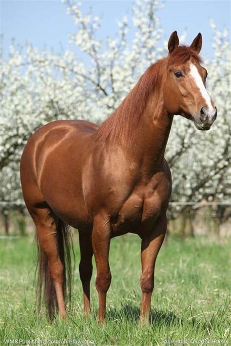 Are Quarter Horses The Best Breed For You