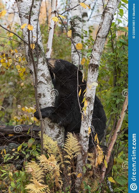 Black Bear Ursus Americanus Rests Chin On Birch Tree Autumn Stock Image