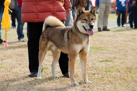 Appearance Shikoku Ken Kennel Kasatori Sou 四国犬