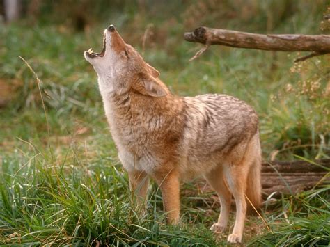 Coyote Facts History Useful Information And Amazing Pictures