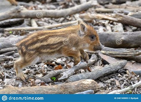 Baby Wild Boar Sus Scrofa Running Red Autumn Forest In Background