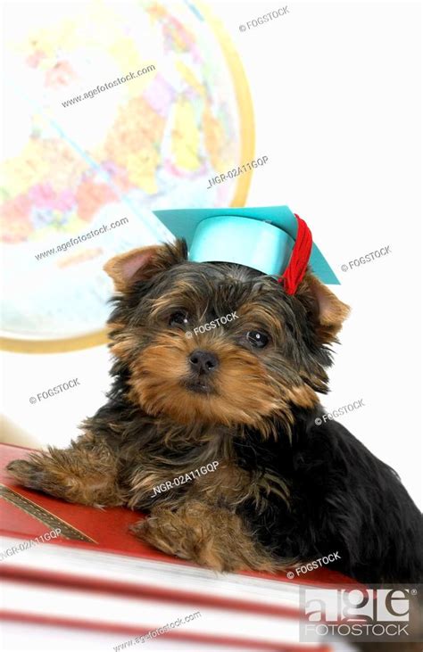 Yorkshire Terrier Graduating From College Stock Photo Picture And