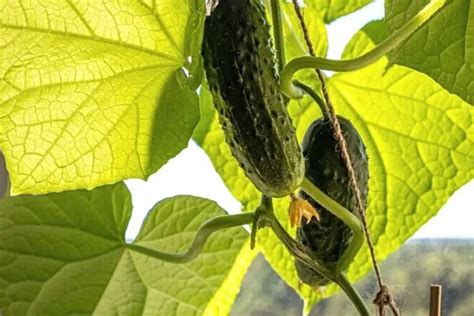 Reason For Cucumber Leaves Turning Yellow