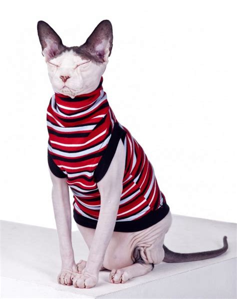 Diy Cat Projects To Make The Cat Becomes Stylish Fashionable Pet Cat