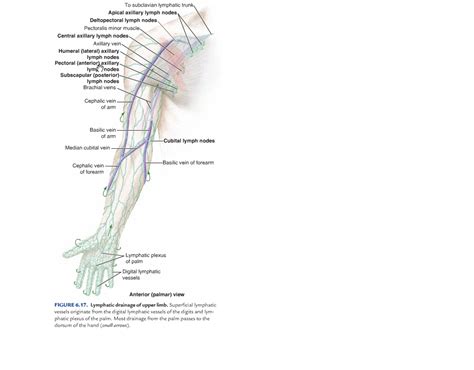By 411 Advanced Human Anatomy Blog February 2011