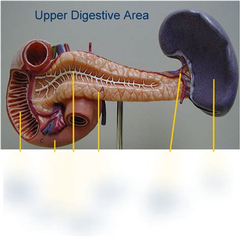 Anterior Pancreas Spleen Duodenum Model Diagram Quizlet