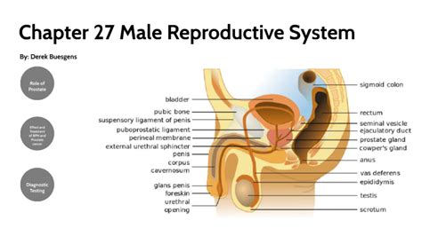 Chapter 27 Male Reproductive System By Derek Buesgens