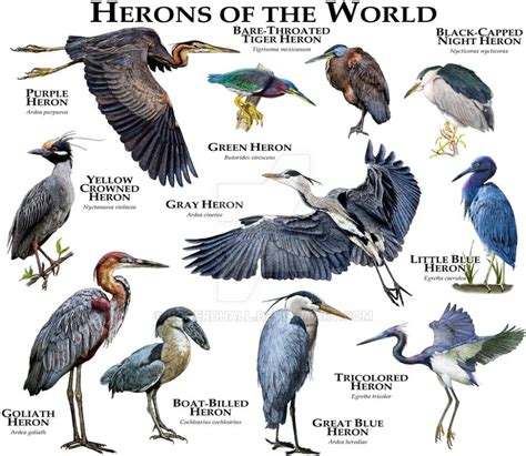 Herons Of The World By Rogerdhall On Deviantart Backyard Birds Wild