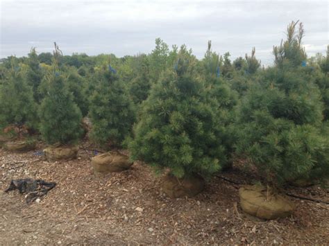 White Pine Trees Are Fast Growing Evergreen Trees That Quick Screens