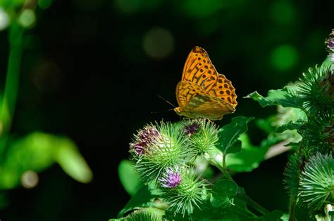Silver Bordered Fritillarybutterflynatureorangefree Pictures Free
