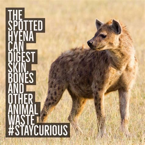 The Spotted Hyena Can Digest Skin Bones And Other Animal