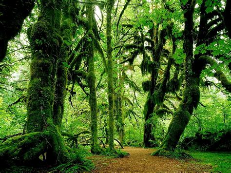 Schattige Afbeelding Voor Achtergrond Woud Natuur Oudgroeiend Bos