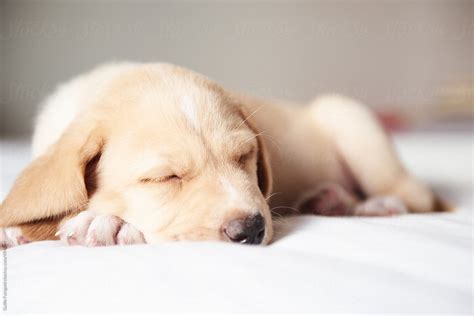 Adorable Sleeping Puppy By Stocksy Contributor Guille Faingold
