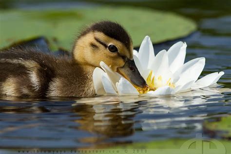 Little Duckling Nibbling On A Lily Pad Lily Pond Pond Life Cute
