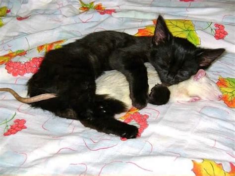 19 Cat And Mouse Friends Examples That Will Make You Believe In Love Again