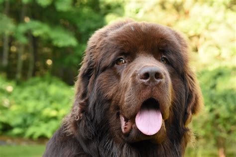 Dog Breeds With Long Hair