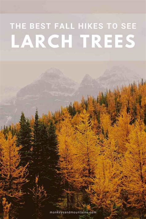 One Of The Best Things About Fall Hikes Is The Opportunity To See Larch