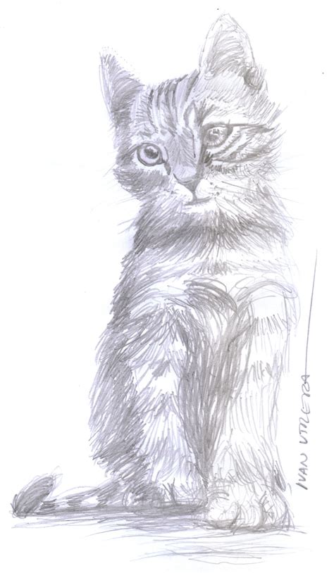 Gato A Lápiz Drawing Sketches Drawings Juju Lol Cats Pencil