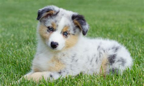 It is great with active children. Australian Shepherd Dog Breed Information - Dognutrition.com