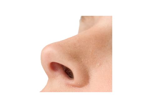 Nose Png High Quality Image Png All
