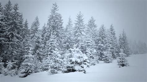 Snow Covered Fir Trees In Mountains Stock Footage Video