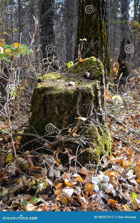 Moss Covered Tree Stump In A Forest Stock Image Image Of Duck Ground