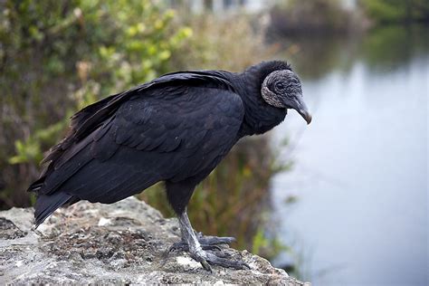 Black Vulture Facts Animals Of North America Worldatlas