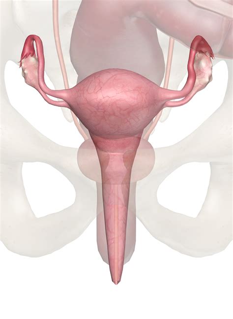 This article looks at female body parts and their functions, and it provides an interactive diagram. Uterus and Ovaries - Anatomy Pictures and Information