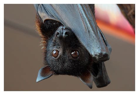 Flying Fox Malayan