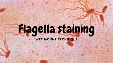 Flagella Staining Wet Mount Procedure Ryu Method YouTube