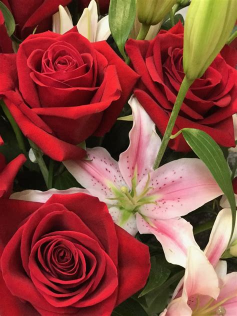 We have found 2 total coupon codes & deals for pink cloud boutique. Stargazer Lilies with a Dozen Red Roses in Fort Lauderdale ...