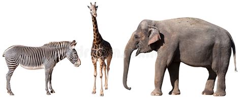 Group Of Wild Animals Around A Blank Poster Stock Image Image Of Bied