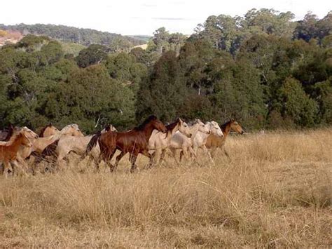 The Brumbies Australian Wild Horses › Wild Horses And Mustangs Com