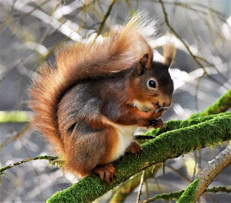 Andrew Robin Photography Red Squirrel