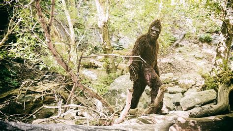 Bigfoot Filmed In Colorado Us Forest Service Isnt Sure What Video