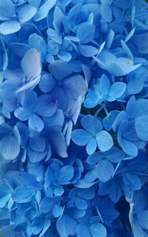 Picture Of The Day Blue Flower Wallpaper Light Blue Aesthetic Blue