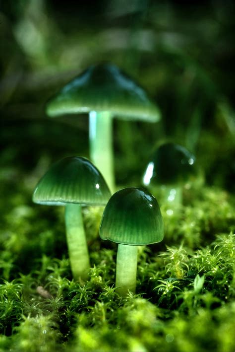 Emerald Mushrooms Agorastos Photography
