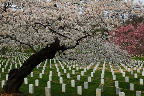 Spring Flowering Trees Arlington National Cemetery Trees Free Nature