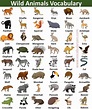 an animal chart with different types of animals and their names in ...