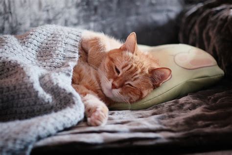 Why Cats Like To Sleep On The Bed With People Pawtracks