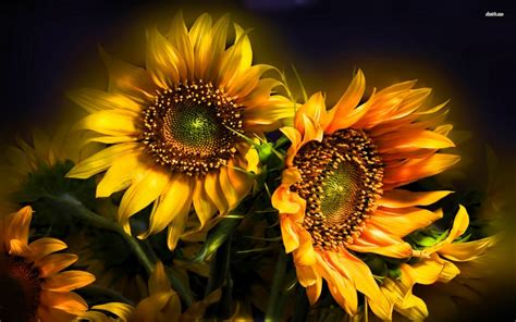 Sunflower Full Hd Wallpaper And Background Image 1920x1200 Id519328